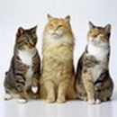 Венгерский кроссворд (филворд) - породы кошек