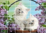 Puzzle online - Котята