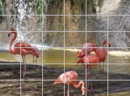 Пазл - Живая природа - Фламинго